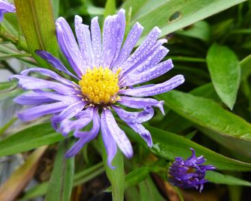 Hvězdnice keříčkovitá 'Blauer Gletscher'
