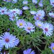 Hvězdnice keříčkovitá 'Blauer Gletscher' - Aster dumosus 'Blauer Gletscher'