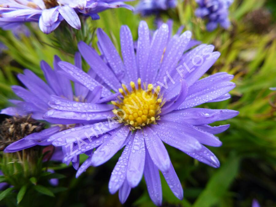 Hvězdnice keříčkovitá 'Azurro' - Aster dumosus 'Azurro'