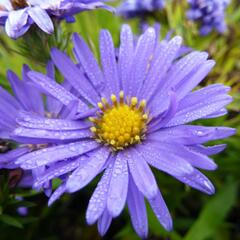 Hvězdnice keříčkovitá 'Azurro' - Aster dumosus 'Azurro'