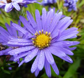 Hvězdnice keříčkovitá 'Azurro' - Aster dumosus 'Azurro'