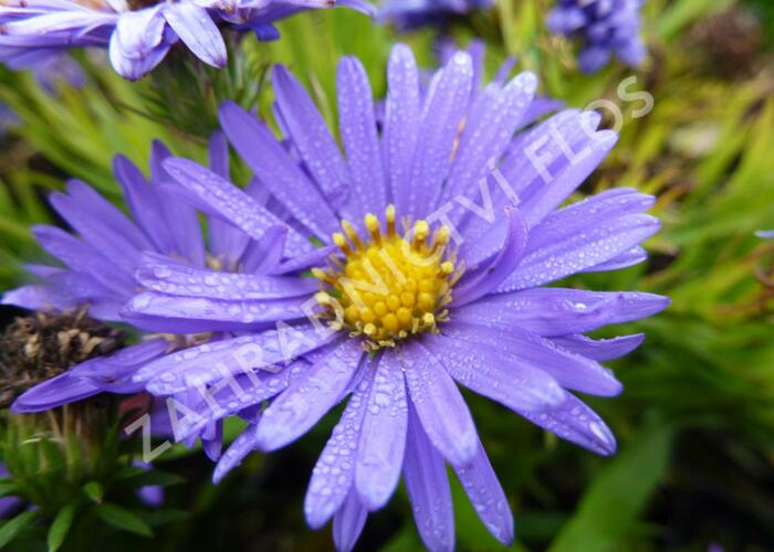 Hvězdnice keříčkovitá 'Azurro' - Aster dumosus 'Azurro'