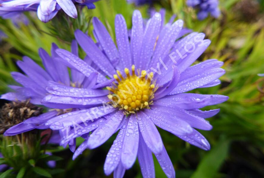 Hvězdnice keříčkovitá 'Azurro' - Aster dumosus 'Azurro'