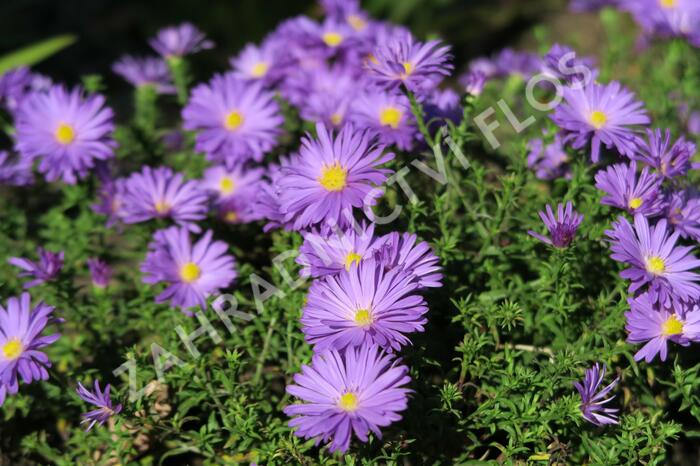 Hvězdnice keříčkovitá 'Augenweide' - Aster dumosus 'Augenweide'