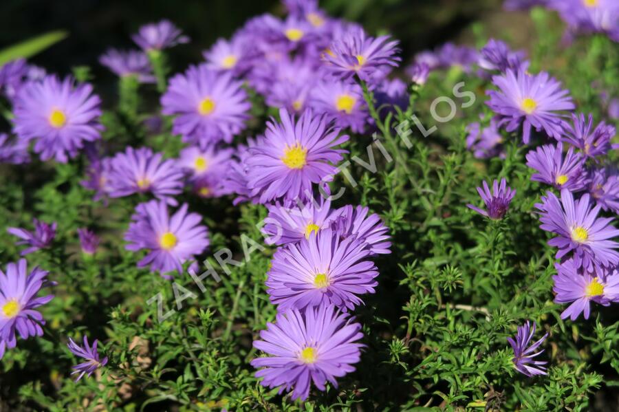 Hvězdnice keříčkovitá 'Augenweide' - Aster dumosus 'Augenweide'