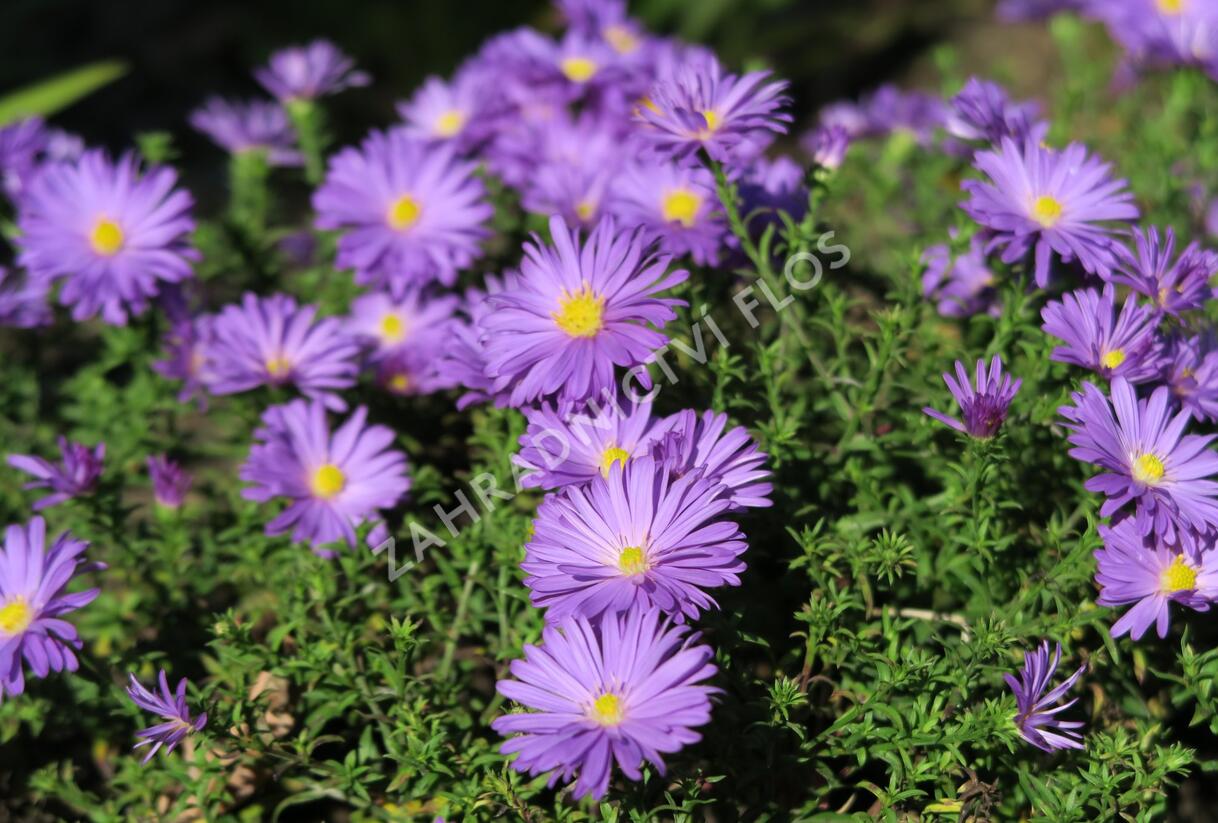 Hvězdnice keříčkovitá 'Augenweide' - Aster dumosus 'Augenweide'