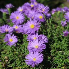 Hvězdnice keříčkovitá 'Augenweide' - Aster dumosus 'Augenweide'