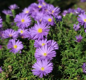 Hvězdnice keříčkovitá 'Augenweide' - Aster dumosus 'Augenweide'