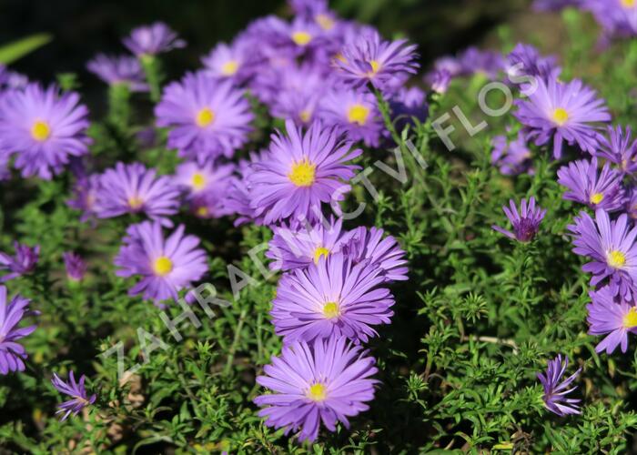 Hvězdnice keříčkovitá 'Augenweide' - Aster dumosus 'Augenweide'