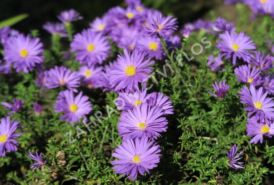 Hvězdnice keříčkovitá 'Augenweide' - Aster dumosus 'Augenweide'