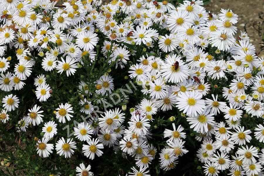 Hvězdnice keříčkovitá 'Apollo' - Aster dumosus 'Apollo'