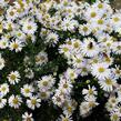 Hvězdnice keříčkovitá 'Apollo' - Aster dumosus 'Apollo'