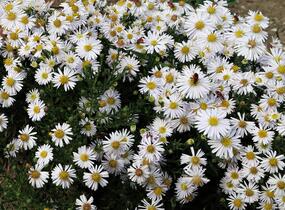Hvězdnice keříčkovitá 'Apollo' - Aster dumosus 'Apollo'