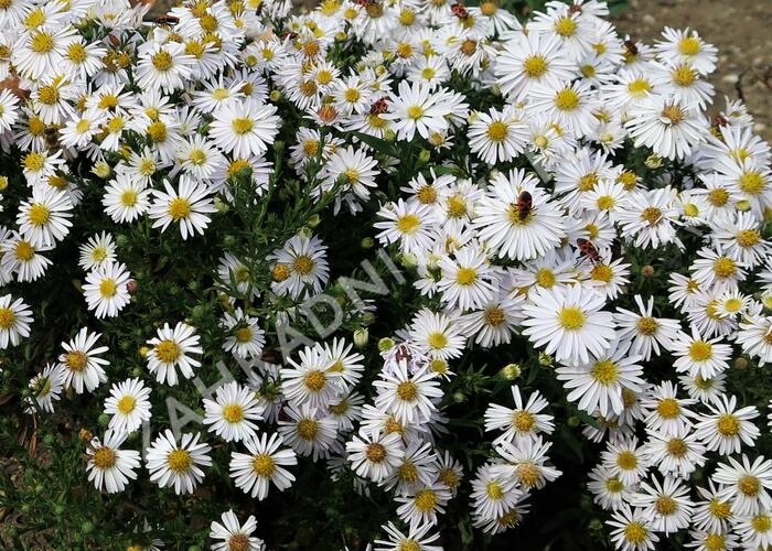 Hvězdnice keříčkovitá 'Apollo' - Aster dumosus 'Apollo'