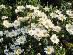 Hvězdnice keříčkovitá 'Apollo' - Aster dumosus 'Apollo'