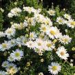 Hvězdnice keříčkovitá 'Apollo' - Aster dumosus 'Apollo'