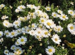 Hvězdnice keříčkovitá 'Apollo' - Aster dumosus 'Apollo'
