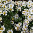 Hvězdnice keříčkovitá 'Apollo' - Aster dumosus 'Apollo'