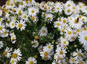 Hvězdnice keříčkovitá 'Apollo' - Aster dumosus 'Apollo'