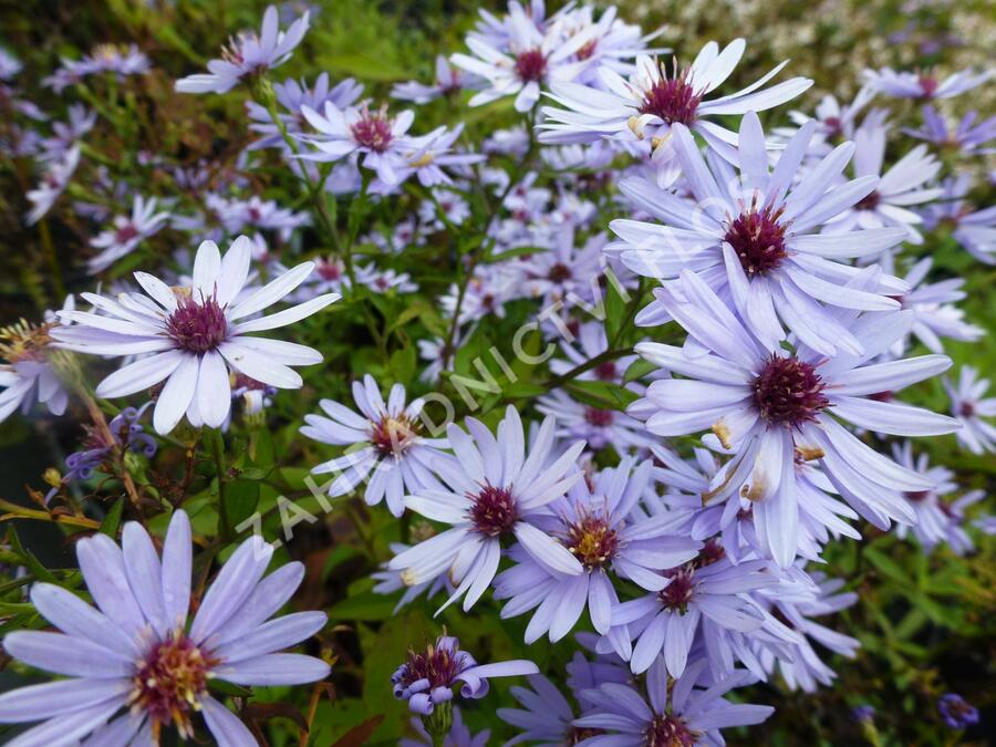 Hvězdnice srdcolistá 'Little Carlow' - Aster cordifolius 'Little Carlow'