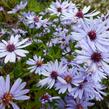 Hvězdnice srdcolistá 'Little Carlow' - Aster cordifolius 'Little Carlow'