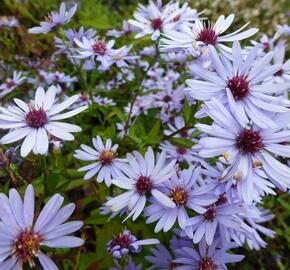 Hvězdnice srdcolistá 'Little Carlow' - Aster cordifolius 'Little Carlow'