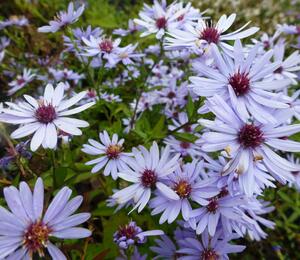 Hvězdnice srdcolistá 'Little Carlow' - Aster cordifolius 'Little Carlow'