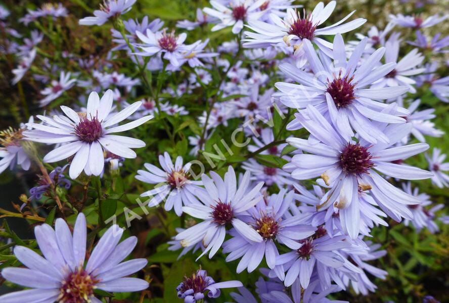 Hvězdnice srdcolistá 'Little Carlow' - Aster cordifolius 'Little Carlow'