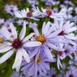 Hvězdnice srdcolistá 'Little Carlow' - Aster cordifolius 'Little Carlow'