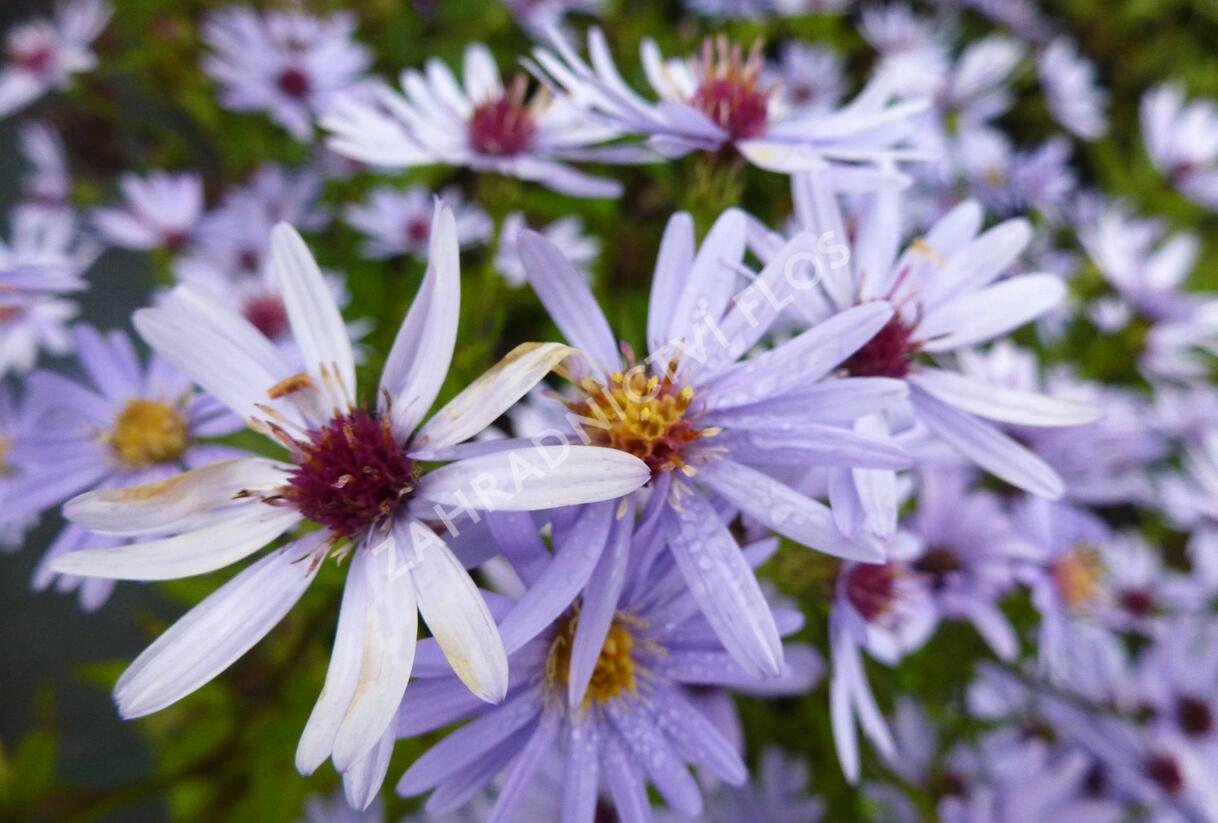 Hvězdnice srdcolistá 'Little Carlow' - Aster cordifolius 'Little Carlow'