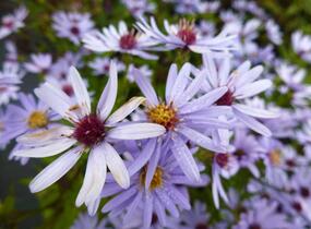 Hvězdnice srdcolistá 'Little Carlow' - Aster cordifolius 'Little Carlow'