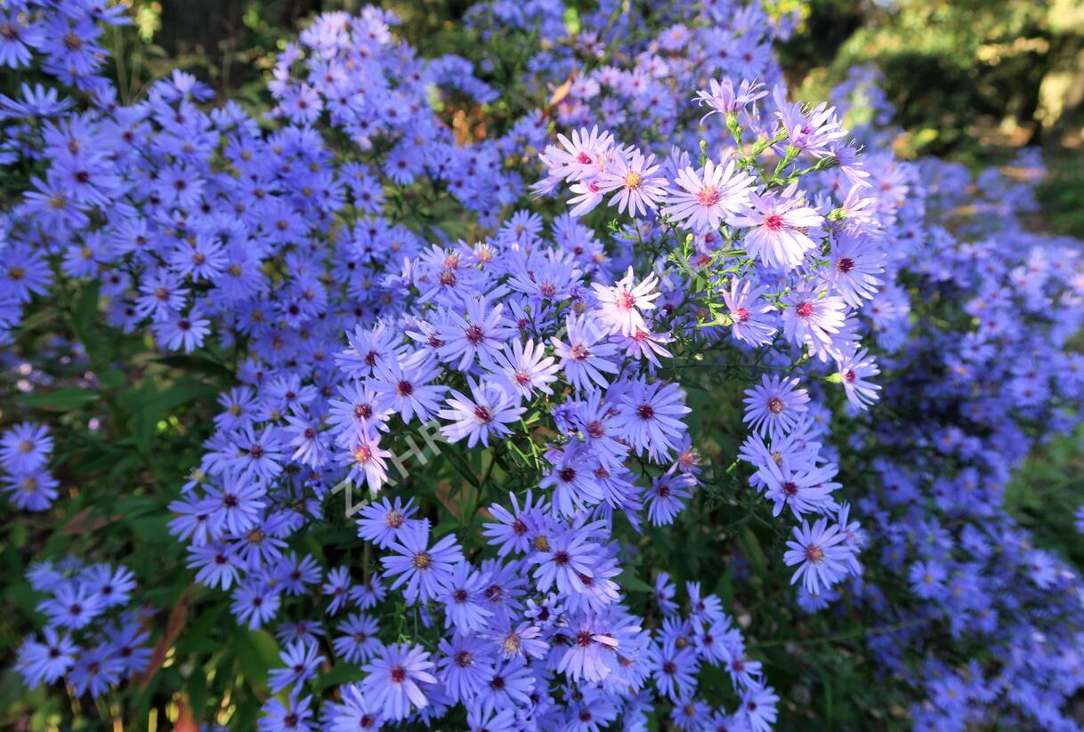 Hvězdnice srdcolistá 'Little Carlow' - Aster cordifolius 'Little Carlow'