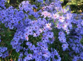Hvězdnice srdcolistá 'Little Carlow' - Aster cordifolius 'Little Carlow'