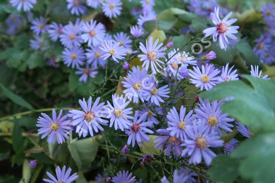 Hvězdnice srdcolistá 'Little Carlow' - Aster cordifolius 'Little Carlow'
