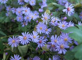 Hvězdnice srdcolistá 'Little Carlow' - Aster cordifolius 'Little Carlow'