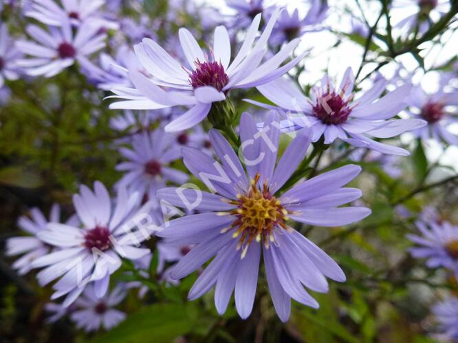 Hvězdnice srdcolistá 'Blue Heaven' - Aster cordifolius 'Blue Heaven'