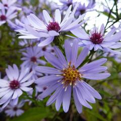 Hvězdnice srdcolistá 'Blue Heaven' - Aster cordifolius 'Blue Heaven'