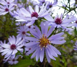 Hvězdnice srdcolistá 'Blue Heaven' - Aster cordifolius 'Blue Heaven'