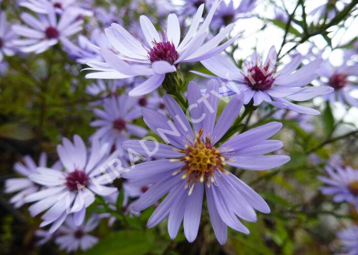 Hvězdnice srdcolistá 'Blue Heaven' - Aster cordifolius 'Blue Heaven'