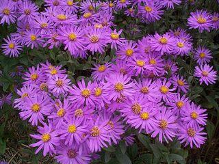 Hvězdnice chlumní 'Sonia' - Aster amellus 'Sonia'