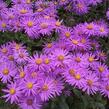 Hvězdnice chlumní 'Sonia' - Aster amellus 'Sonia'