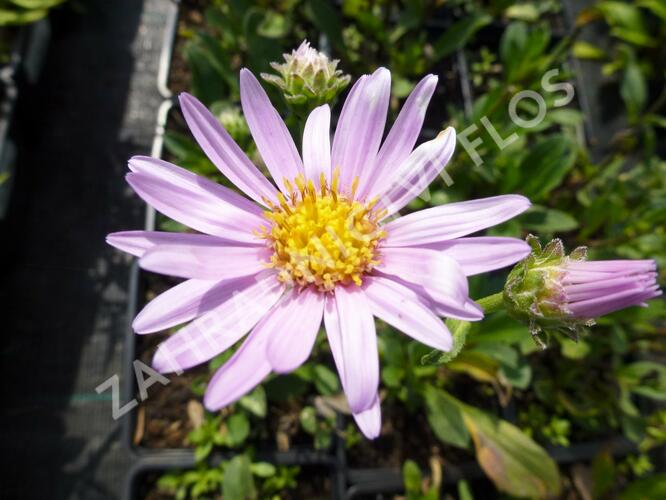 Hvězdnice chlumní 'Rosa Erfuellung' - Aster amellus 'Rosa Erfuellung'