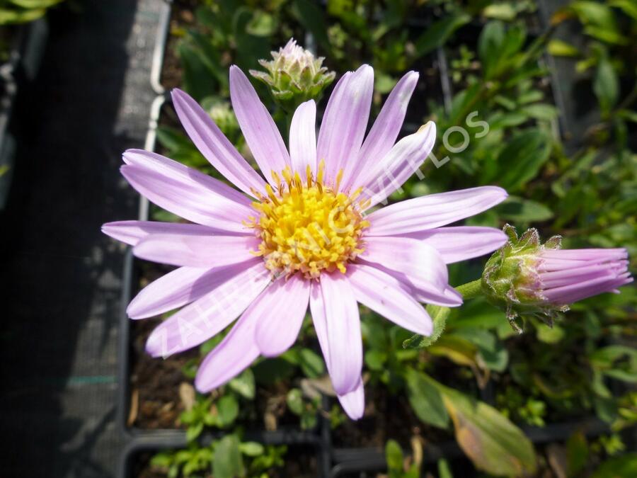 Hvězdnice chlumní 'Rosa Erfuellung' - Aster amellus 'Rosa Erfuellung'