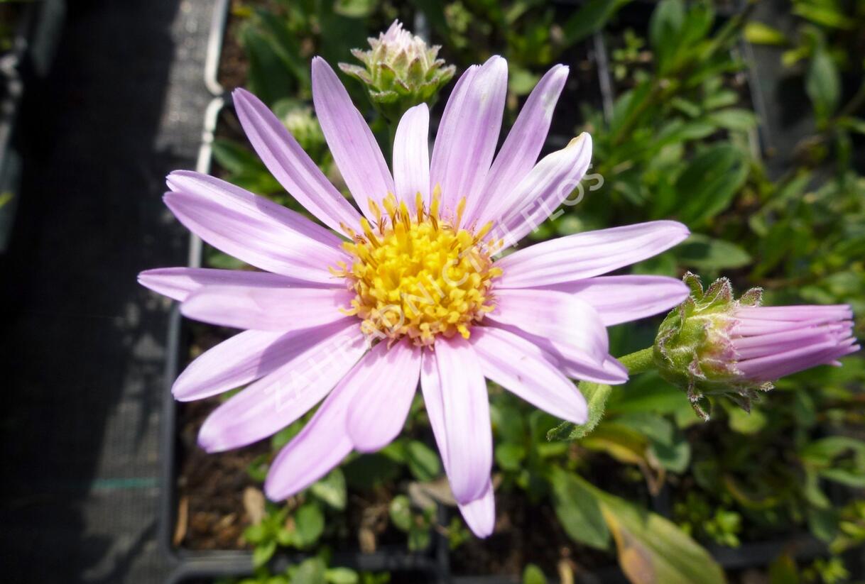 Hvězdnice chlumní 'Rosa Erfuellung' - Aster amellus 'Rosa Erfuellung'