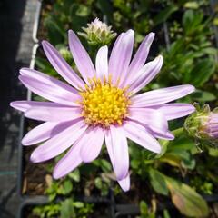 Hvězdnice chlumní 'Rosa Erfuellung' - Aster amellus 'Rosa Erfuellung'