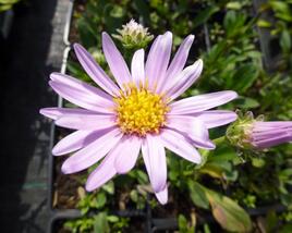Hvězdnice chlumní 'Rosa Erfuellung'