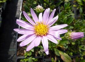 Hvězdnice chlumní 'Rosa Erfuellung' - Aster amellus 'Rosa Erfuellung'