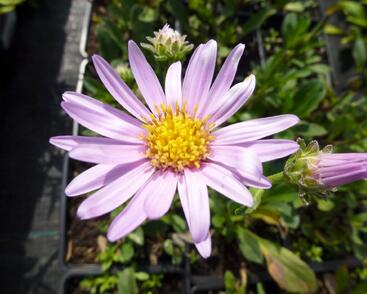 Hvězdnice chlumní 'Rosa Erfuellung'