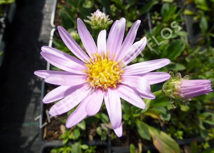 Hvězdnice chlumní 'Rosa Erfuellung' - Aster amellus 'Rosa Erfuellung'