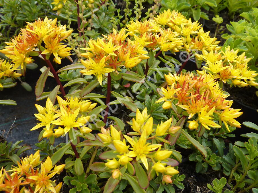 Rozchodník květonosný 'Weihenstephaner Gold' - Sedum floriferum 'Weihenstephaner Gold'